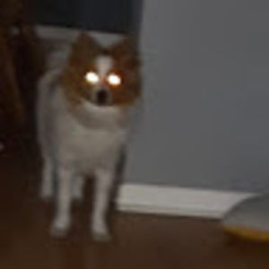 Meet your Posher, Joshua